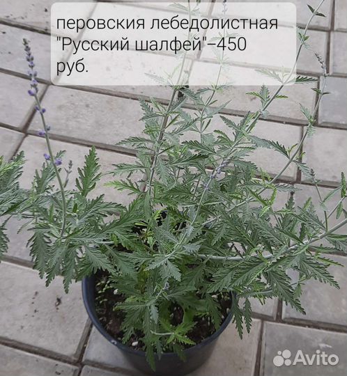 Многолетние цветы для сада