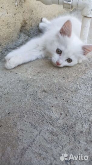 Кошки в добрые руки бесплатно