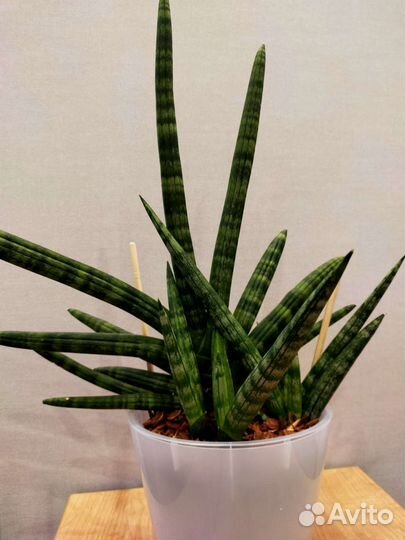 Сансевиерия сортовая бонселенсис