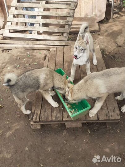 Щенки западно сибирской лайки
