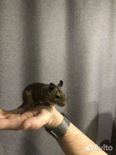 Чилийская белка Дегу