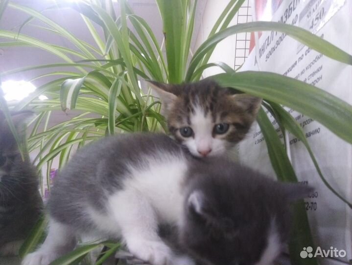 Котятки в добрые руки