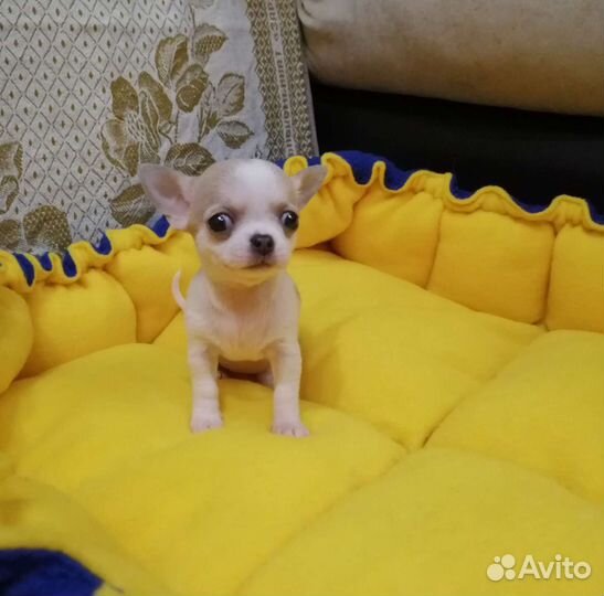 Щенки чихуахуа