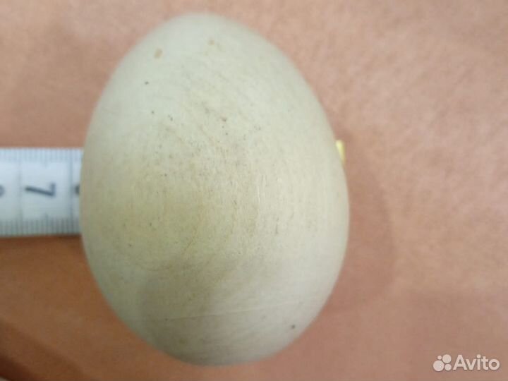 Яйцо