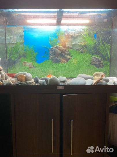 Аквариум Juwel rio 125