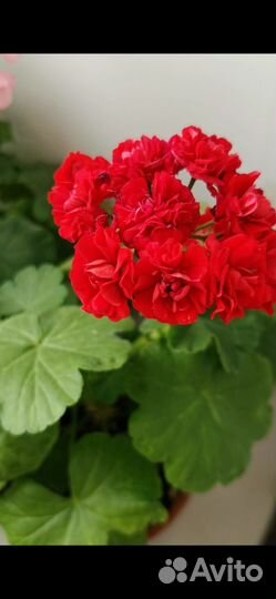 Герань пеларгония розебудная