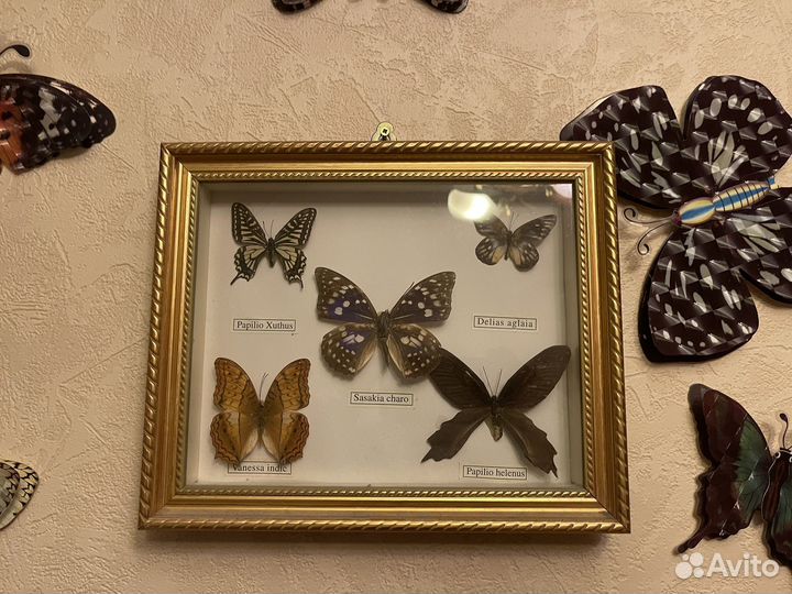 Набор бабочек в раме