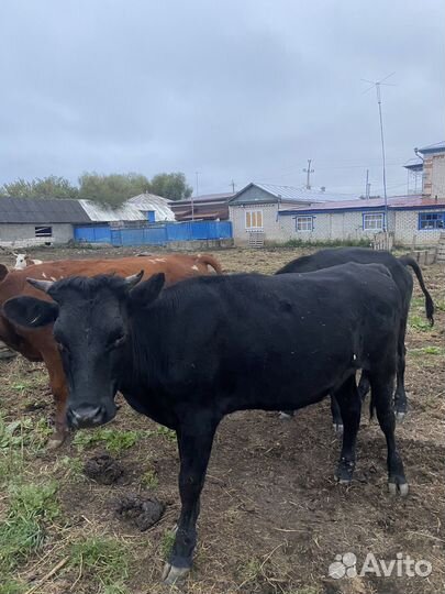 Айширские телки полуторагодовалые