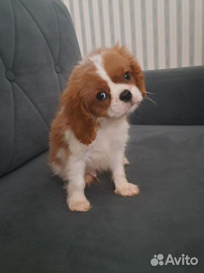 Кавалер Кинг чарльз спаниель
