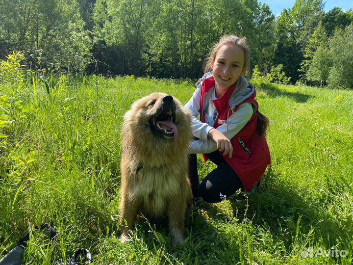 Выгул собак