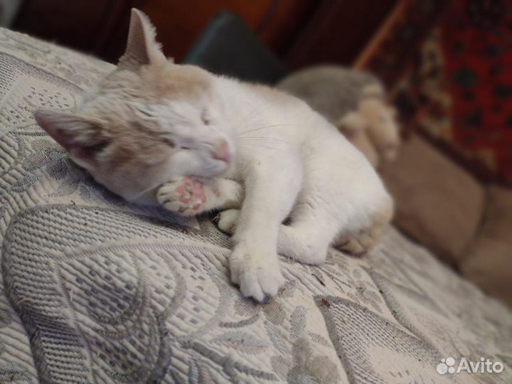 Кот в добрые руки