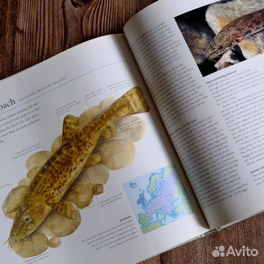 Винтажная книга про рыб на английском языке