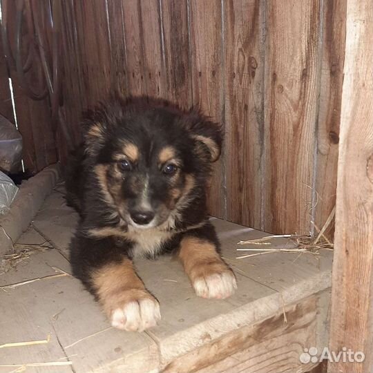 Привитые щенки