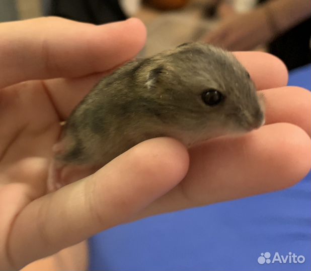 Джунгарский хомяк