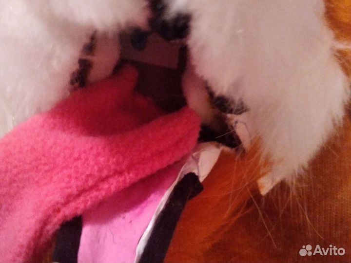 Фурсьют лисы