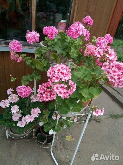 Пеларгонии сортовые