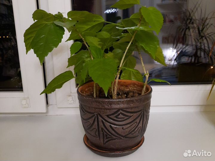 Кактусы и суккуленты