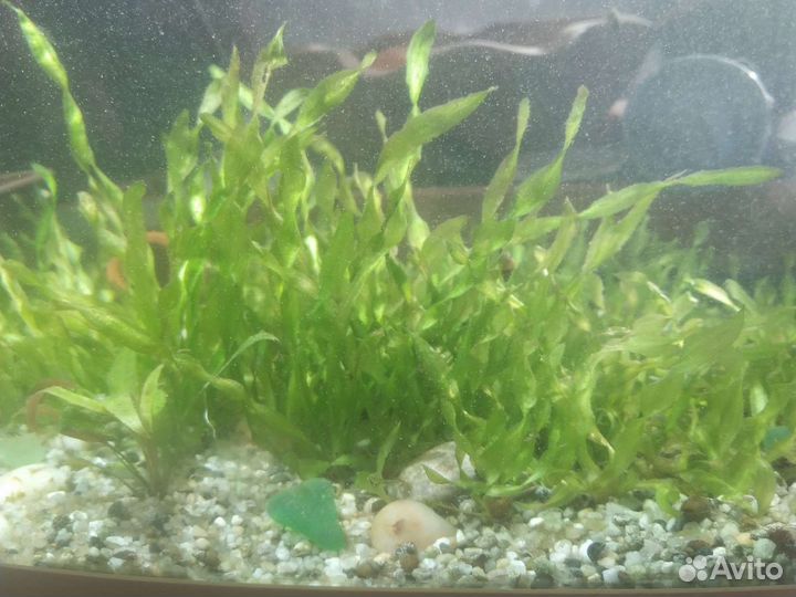 Аквариумное растение