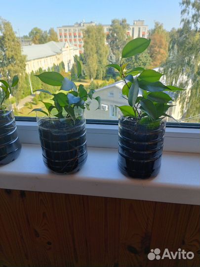 Фикус бенджамина