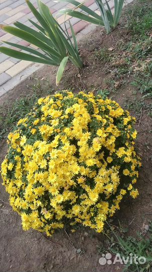 Энотера розовая