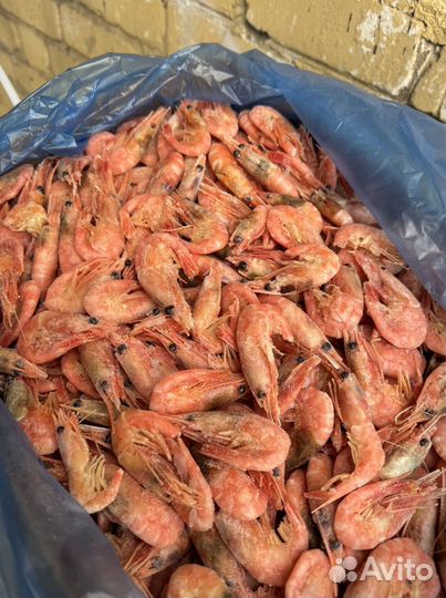 Креветка северная 90 130