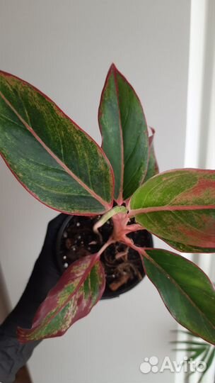 Аглаонема Крит