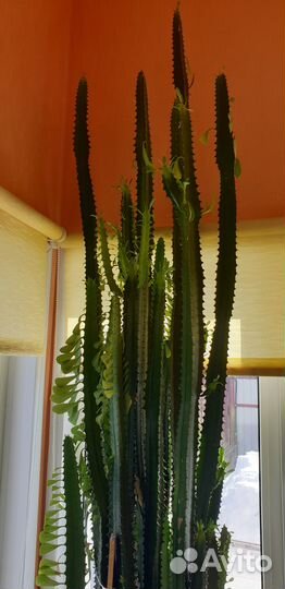 Кактус 2, 5 метра