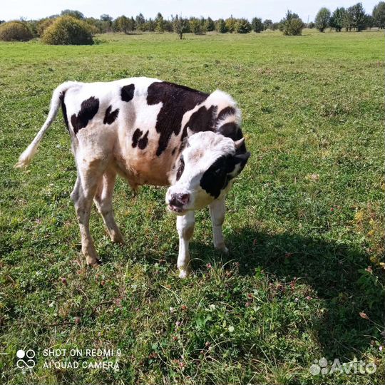 Продам бычков