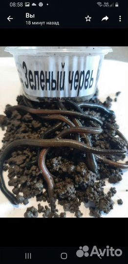 Черви для рыбалки,доставка по адресу