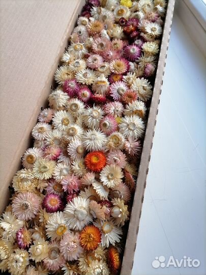 Сухоцветы для творчества