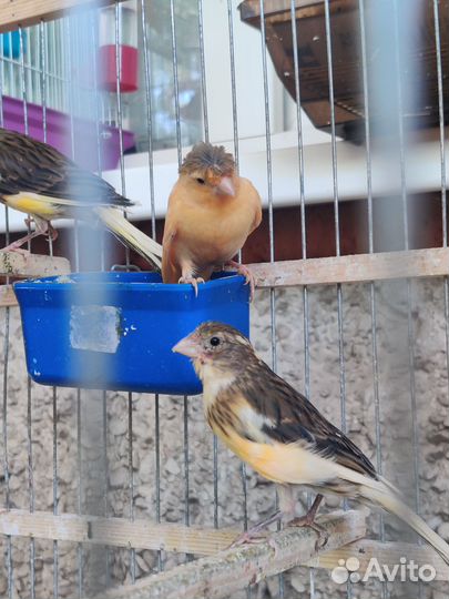 Кенара и канарейки