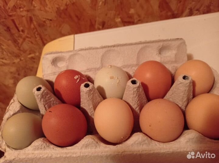 Инкубационное яйцо