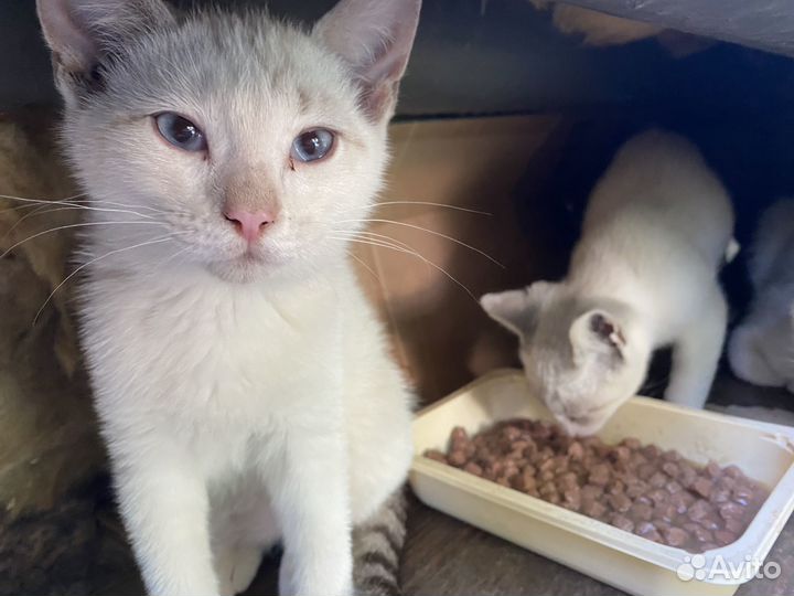 Тайские котята бесплатно