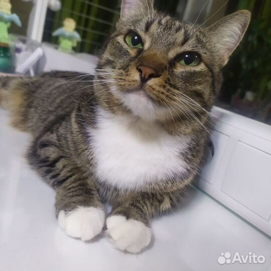 Кошка в добрые руки