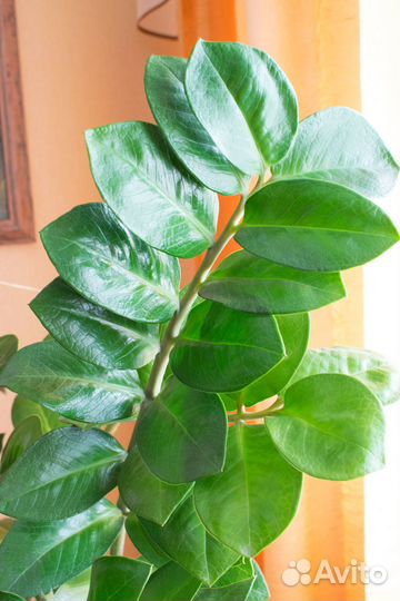 Долларовое дерево замиокулькас