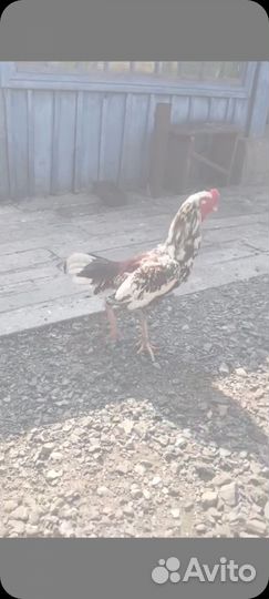 Бойцовые петухи