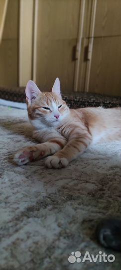 Маленькая тигра