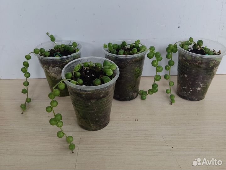 Крестовник Роули