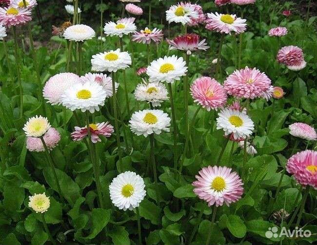 Маргаритки рассада