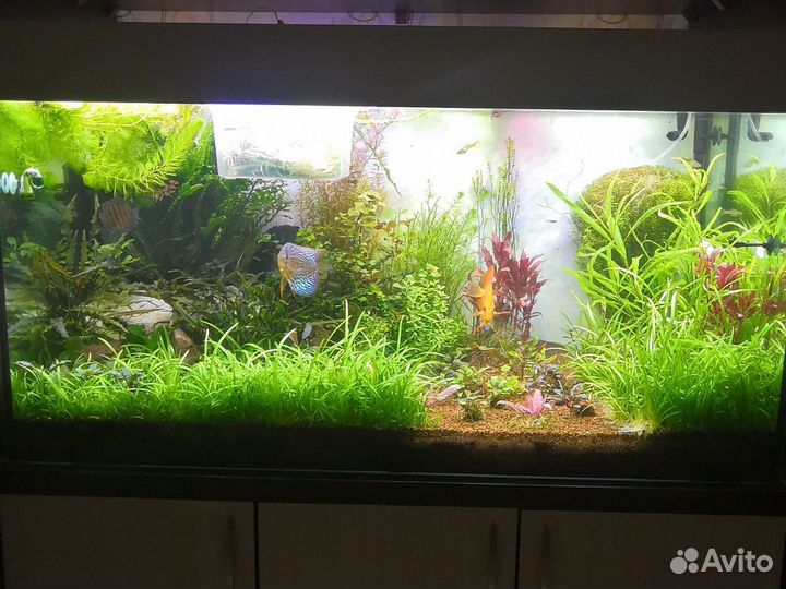 Аквариумные растения