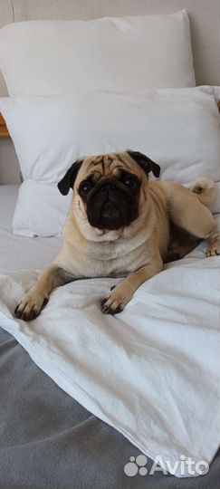 Вязка Мопс кобель