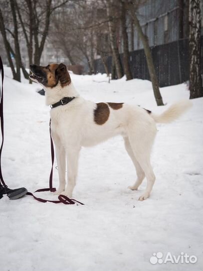Возьми друга из Приюта