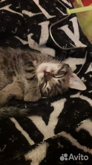Котята