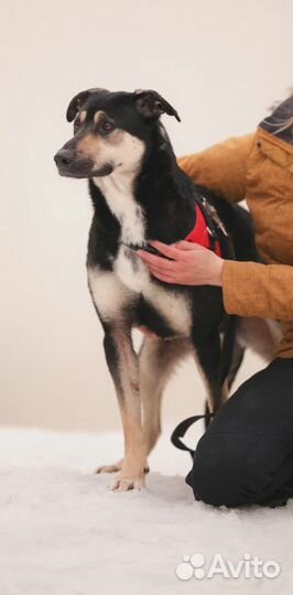 Собака в дар