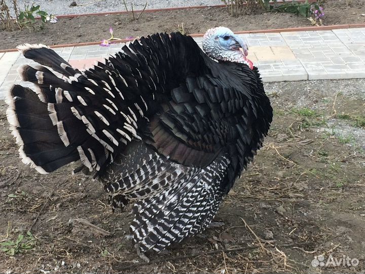 Инкубационное яйцо индюков