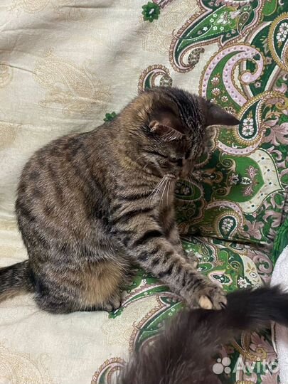 Котенок -девочка