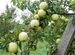 Яблоня саженцы из питомника
