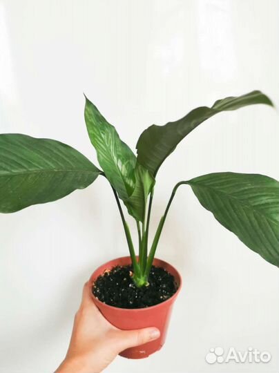 Комнатные цветы