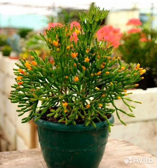 Хатиора, суккулент/кактус