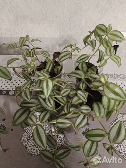 Традесканция